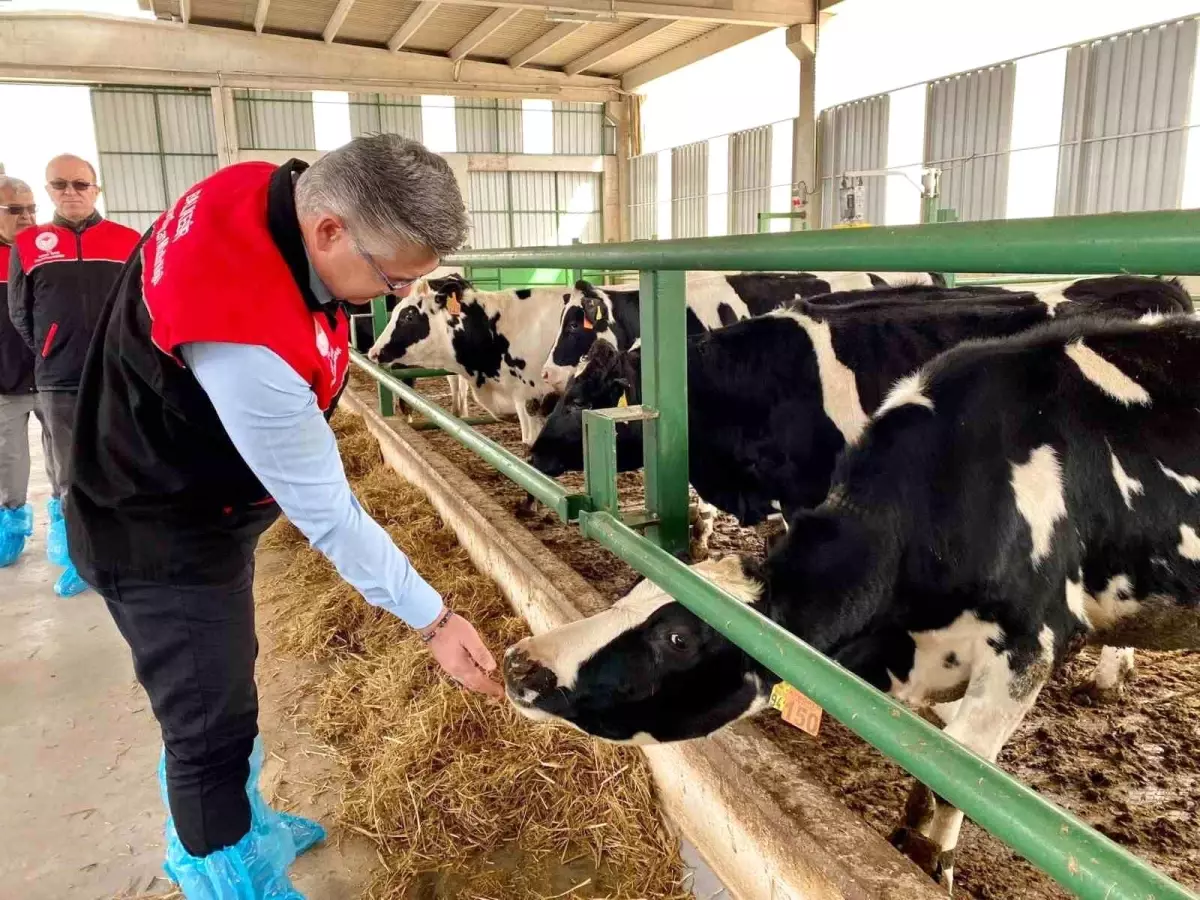 Balıkesir’de Hastalıktan Ari Hayvancılık Artıyor